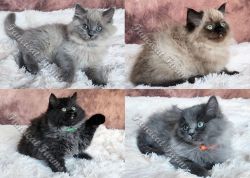 Fluffy Sweet TICA Ragdoll Babies, Variety of Colors!