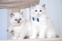 White Ragdoll Kittens Available