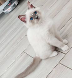 Cute Ragdoll kitten ready to join their new homes