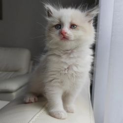 ragdoll kittens for adoption
