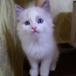Ragdoll kittens and cats