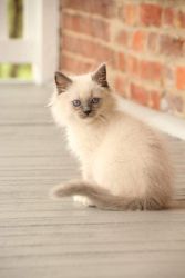 Blue eyes ragdoll kittens for sale
