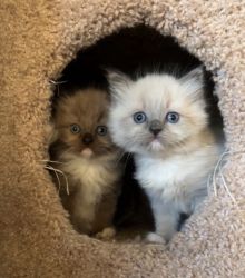 Beautiful Ragdoll Kittens