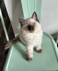 TICA Ragdoll kittens available!