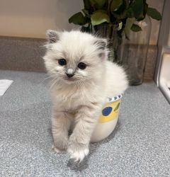 ragdoll kittens for sale $200