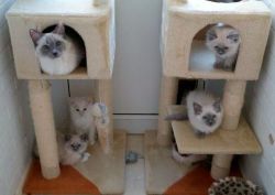 Beautiful Ragdoll kittens for adoption