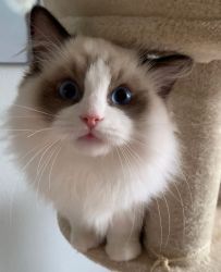 Beautiful Female Ragdoll Ready For A New Home