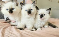 Beautiful ragdoll kittens ready for.their forever homes. 2 boys and 1