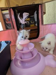 Ragdoll kittens for Sale Home Raised