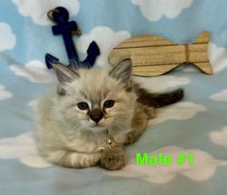 TICA registered Ragdoll kittens available in Minnesota