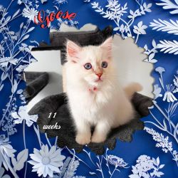Goose Lilac Pointed Mitted Ragdoll