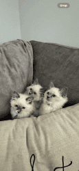 Beautiful ragdoll kittens