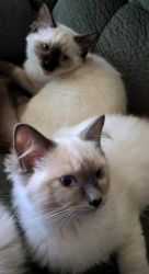 Ragdoll kittens for new homes.