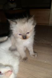 5 Ragdolls Kittens For Sale Non-active Registered