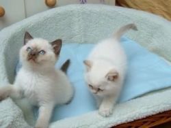 Beautiful Pedigree Ragdoll Kittens