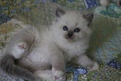 Home Trained Male And Female Rack Doll Kittens