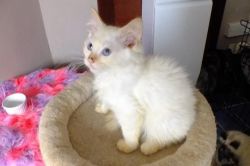 Male and female persian kittens for adoption.