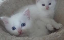 Pure Bred Cream Ragdoll Kittens
