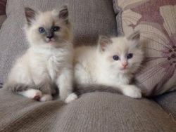 Male and female Ragdoll kitten now