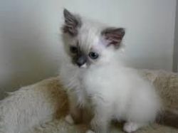 Lovely Pedigree Ragdoll Kittens