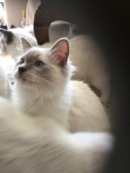 Regd Ragdoll Kittens for adoption