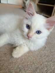 Cream point White Ragdoll Kittens