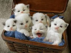 Home Raised Ragdoll Kittens.