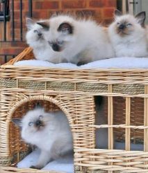 Beautiful Pedigree Ragdoll Kittens