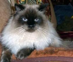 Tica Reg Blue Mitted Girl Ready Now