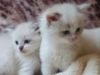 Charming ragdoll, kitten Male and a female