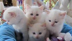 ragdoll kittens ready now male and female