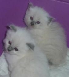 Purebred Ragdoll Kittens 4 sale