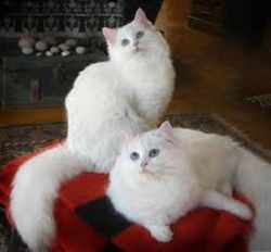 Adorable ragdoll kittens for sale