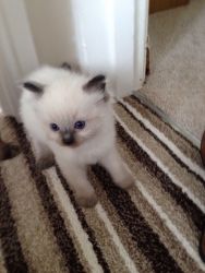 Ragdoll Kittens ready to re-home