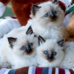 Registered Ragdoll Kittens For Adoption
