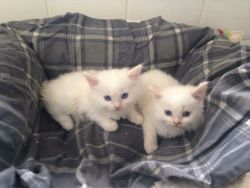crosses and red point ragdoll kittens for sale