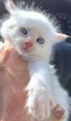 Gccf Reg Ragdoll Blue Pointed.priced To Sell.