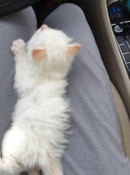 Only Two Male Flame Point Kittens (full Ragdolls)