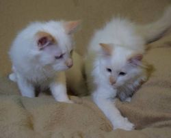 Beautifull Ragdoll Kittens