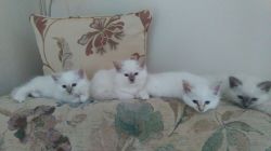 RAGDOLLS KITTENS AVAILABLE FOR SALE