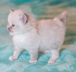 Ragdoll Cats and Kittens for Sale