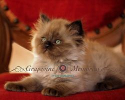 Ragdoll Kittens near DFW - Shipping Available