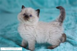 Adorable Pure Breed Ragdoll Kittens For Sale