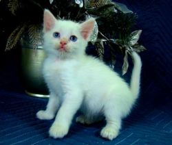 Ragdoll Kittens Full Pedigree For Sale