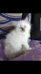Beautiful Part Ragdoll / British Longhair Kitten.