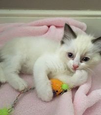Ragdoll Kittens Two Left Ready Now