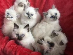 Ragdoll Kittens 3 Left
