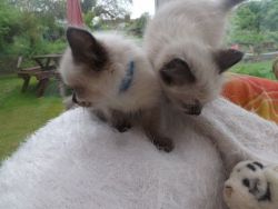 seal point Boy and girl Ragdoll kittens
