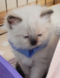 Home-raised registered Ragdoll kitten