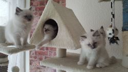 Gorgeous Ragdoll kittens